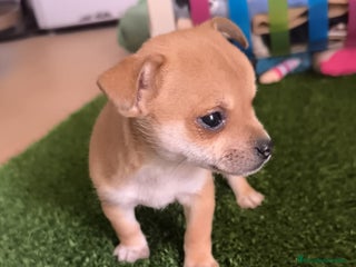 Raza Mixta perros - Anuncio 1