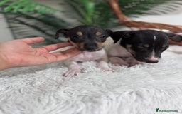 Ratonero Bodeguero Andaluz perros en venta: BODEGUERO MACHOS - Imagen 2