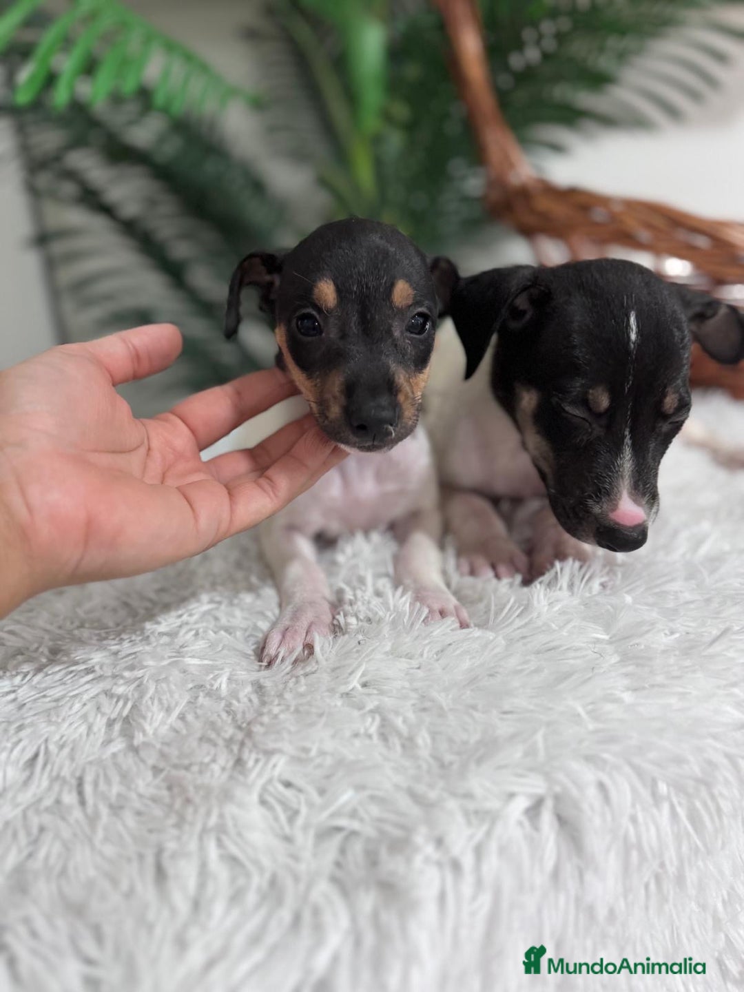 Ratonero Bodeguero Andaluz perros en venta: BODEGUERO MACHOS - Imagen 2