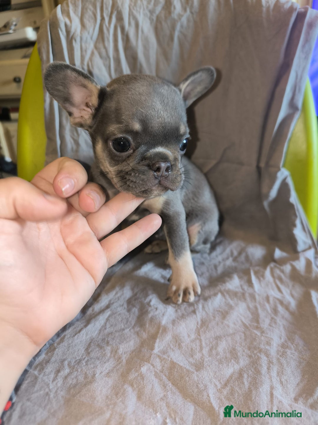 Bulldog Francés perros en venta: Bulldog Francés Blue - Imagen 2