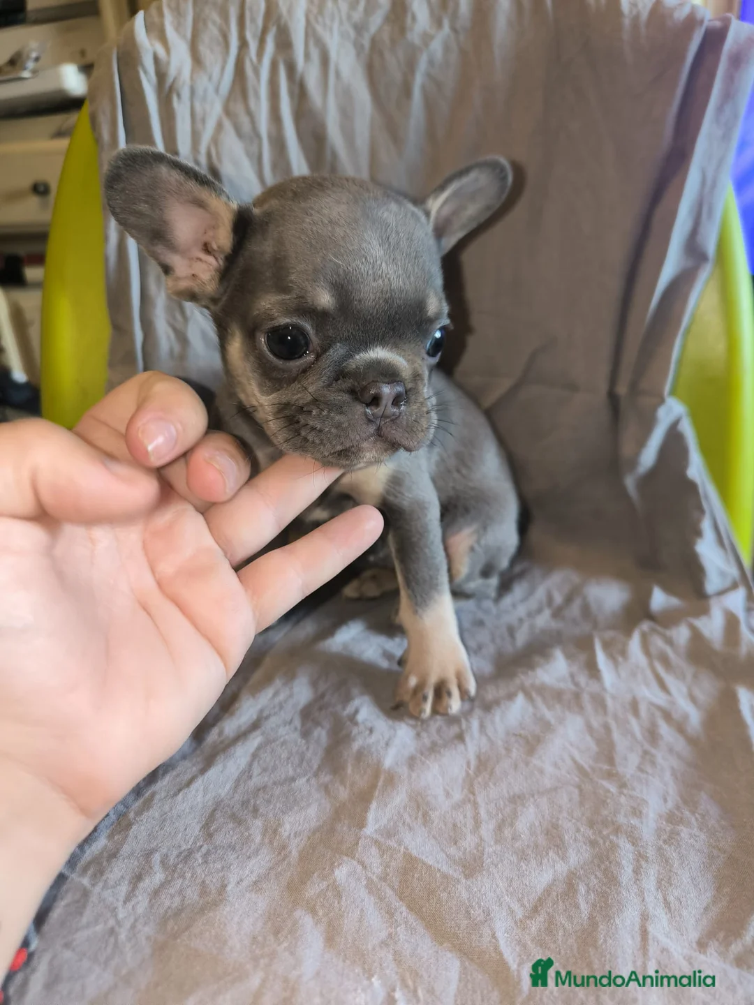 Bulldog Francés perros en venta: Bulldog Francés Blue - Anuncio 2