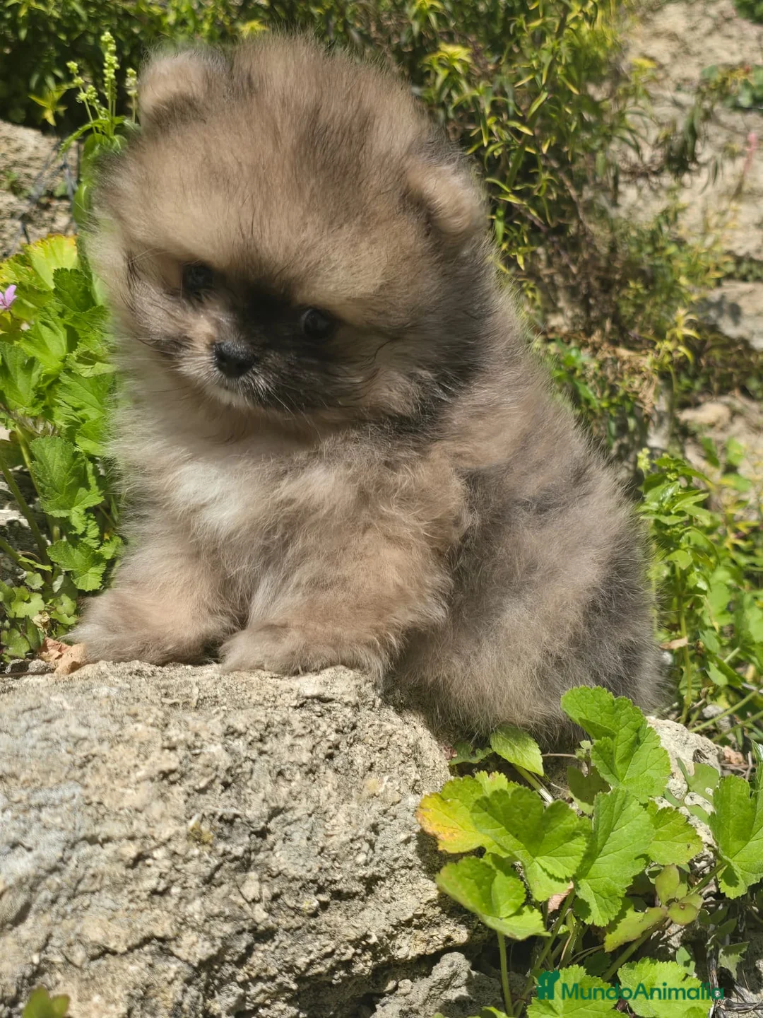 Pomerania perros en venta: POMERANIA CARITA DE OSO - Anuncio 1