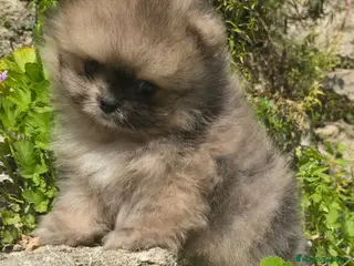 Pomerania perros POMERANIA CARITA DE OSO - Anuncio 2