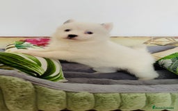 Pomsky perros en venta: Pomsky. Husky miniatura - Imagen 6