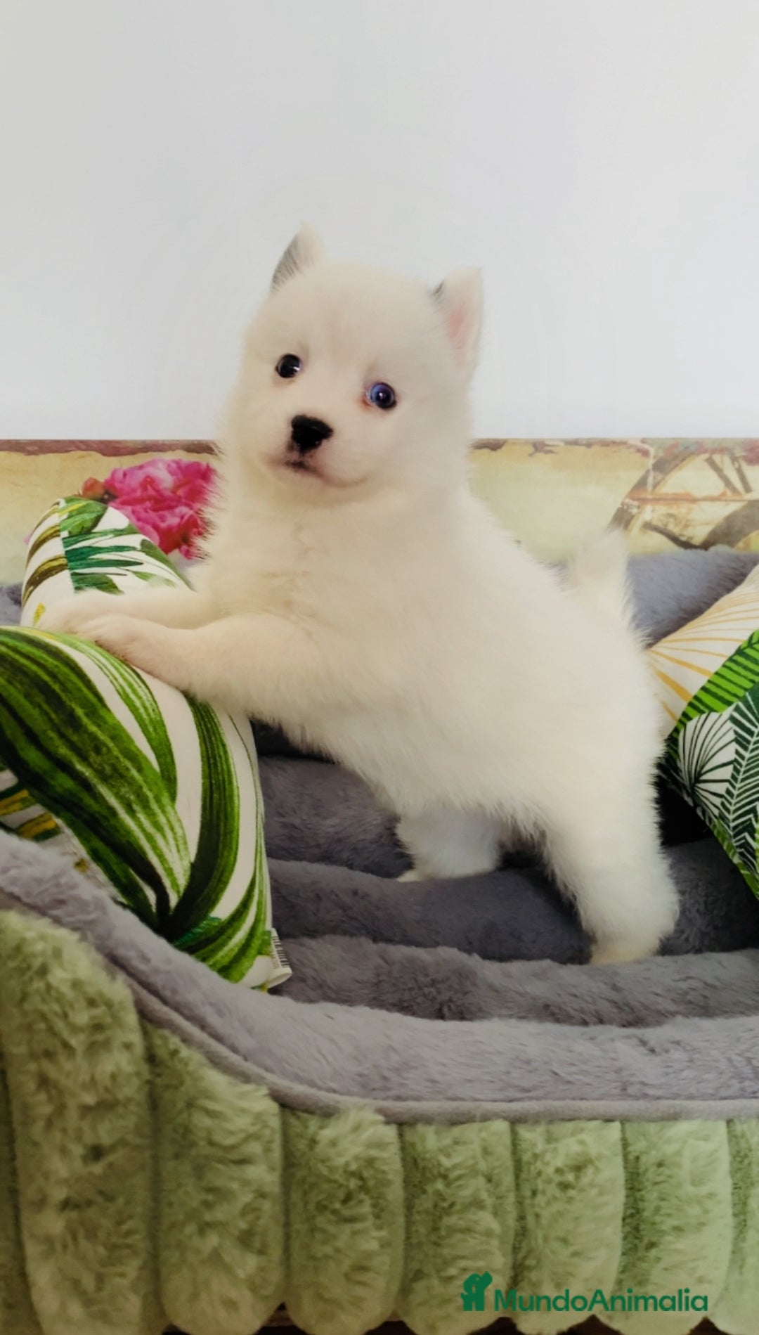 Pomsky perros en venta: Pomsky. Husky miniatura - Imagen 6