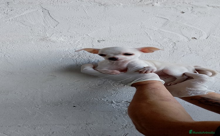 Chihuahua perros - Anuncio 1