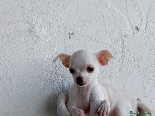 Chihuahua perros - Anuncio 1