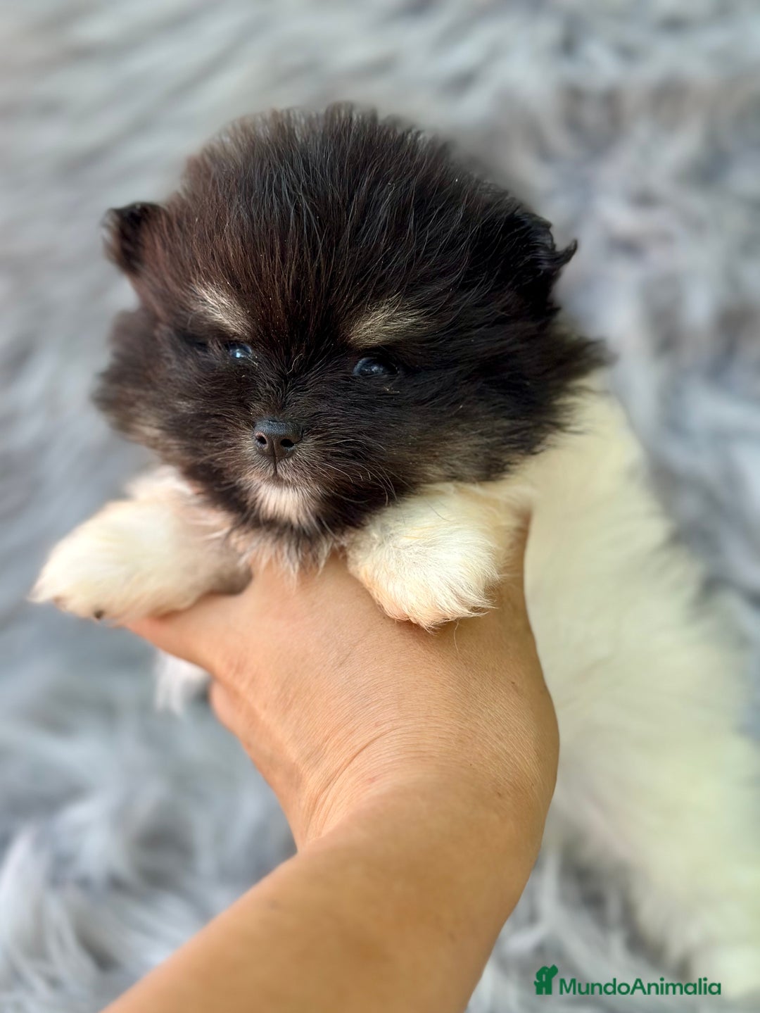 Pomerania perros en venta: POMERANIA TOY LINE RUSA - Imagen 6