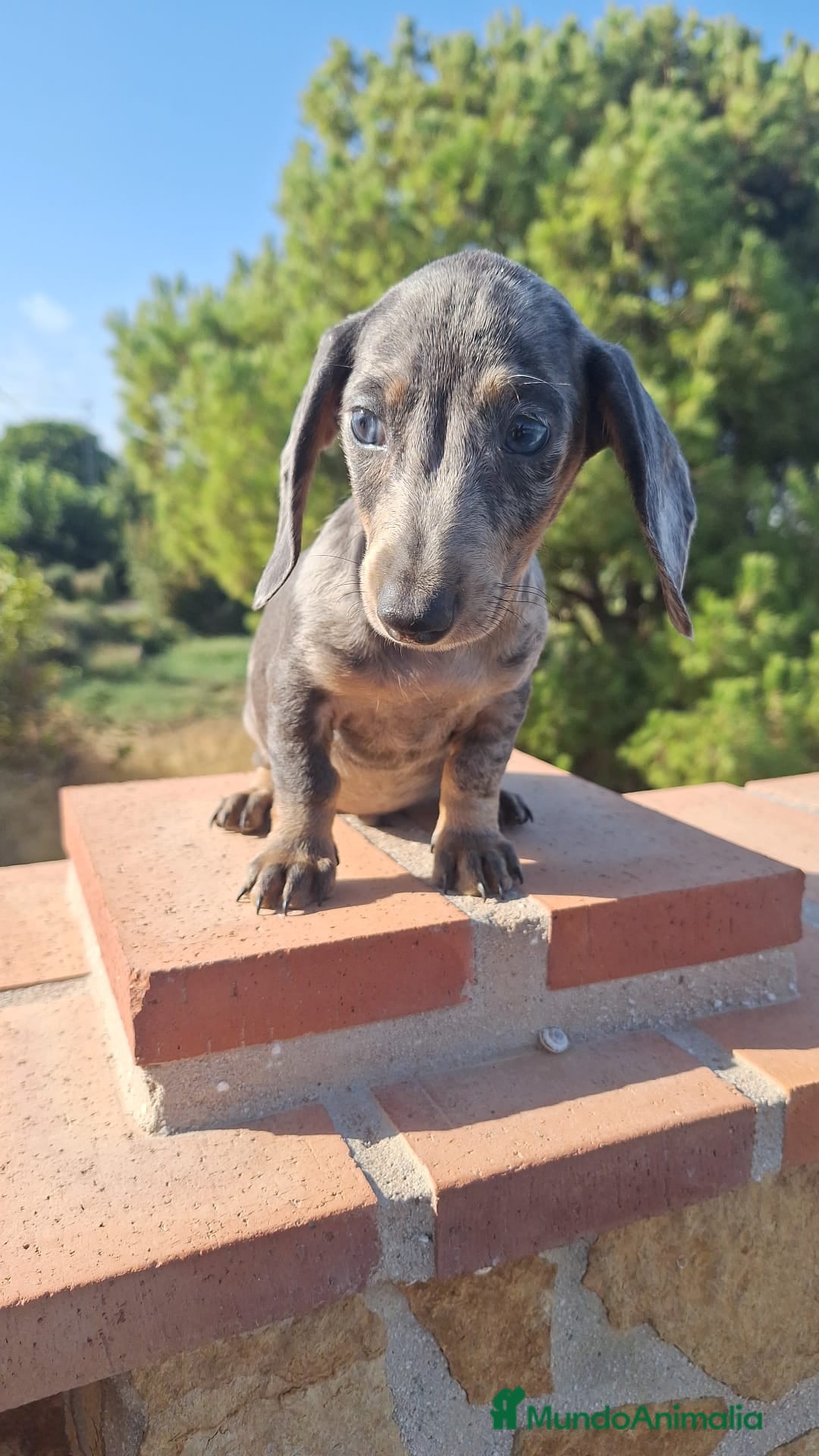 Teckel perros en venta: Teckel Arlequin Macho - Imagen 2