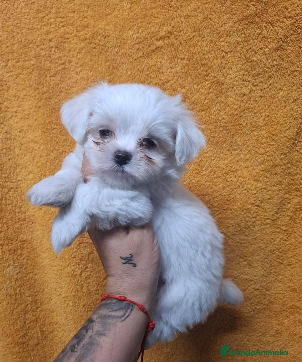 Bichón Maltés perros Bichón maltés  - Anuncio 13