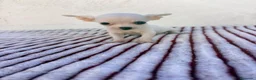Chihuahua perros en venta: Chihuahua - Anuncio 10