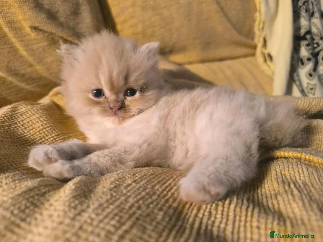Persa gatos en venta: Persa Europeo en Castellón - Anuncio 3