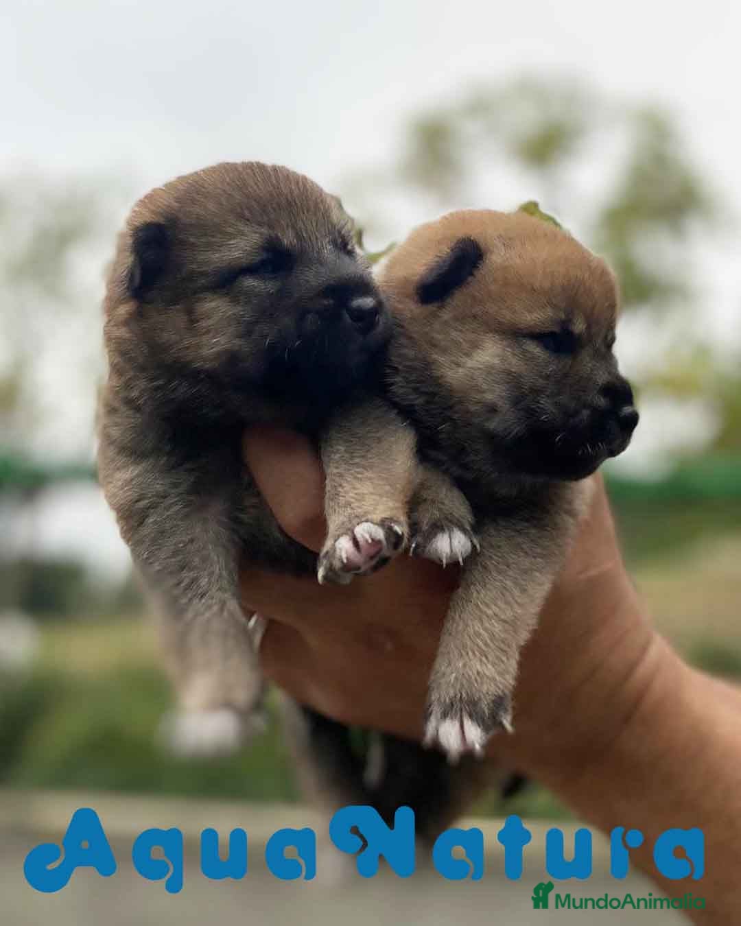 Shiba Inu perros Camada Shiba Inu de Marina y Simbad - AQUANATURA en Barcelona - Anuncio 2