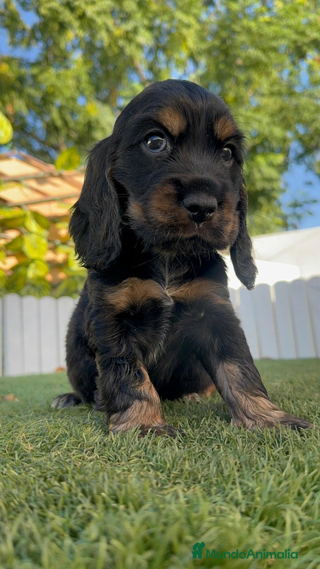 Cocker Spaniel Inglés perros en venta: COCKER SPANIEL INGLES - Imagen 2