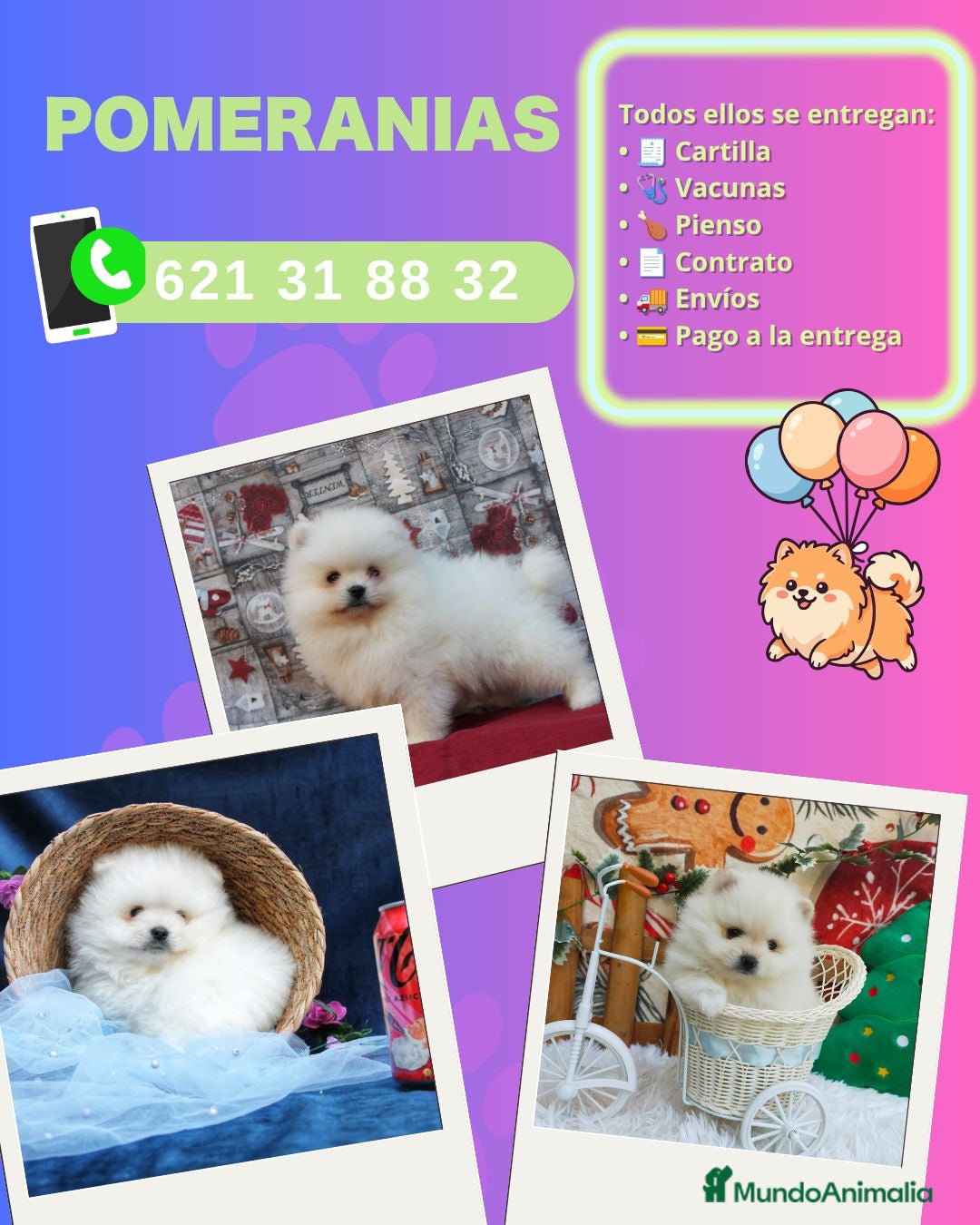 Pomerania perros Pomeranias enanos carita de osito - Anuncio 2