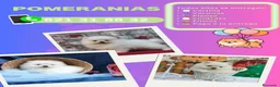 Pomerania perros en venta: Pomeranias enanos carita de osito - Anuncio 1