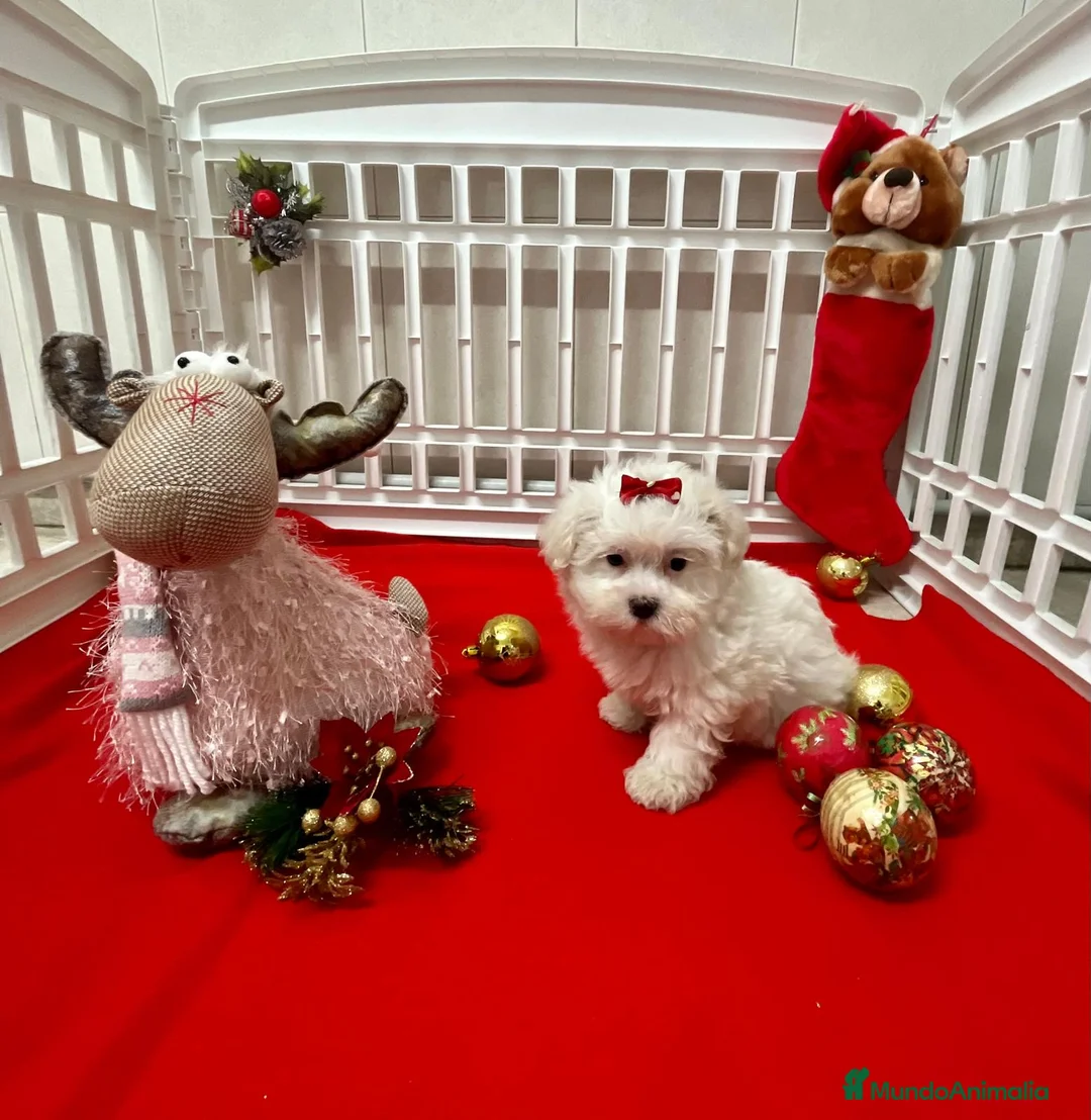 Bichón Maltés perros en venta: Bichón Maltés  en Barcelona - Anuncio 6