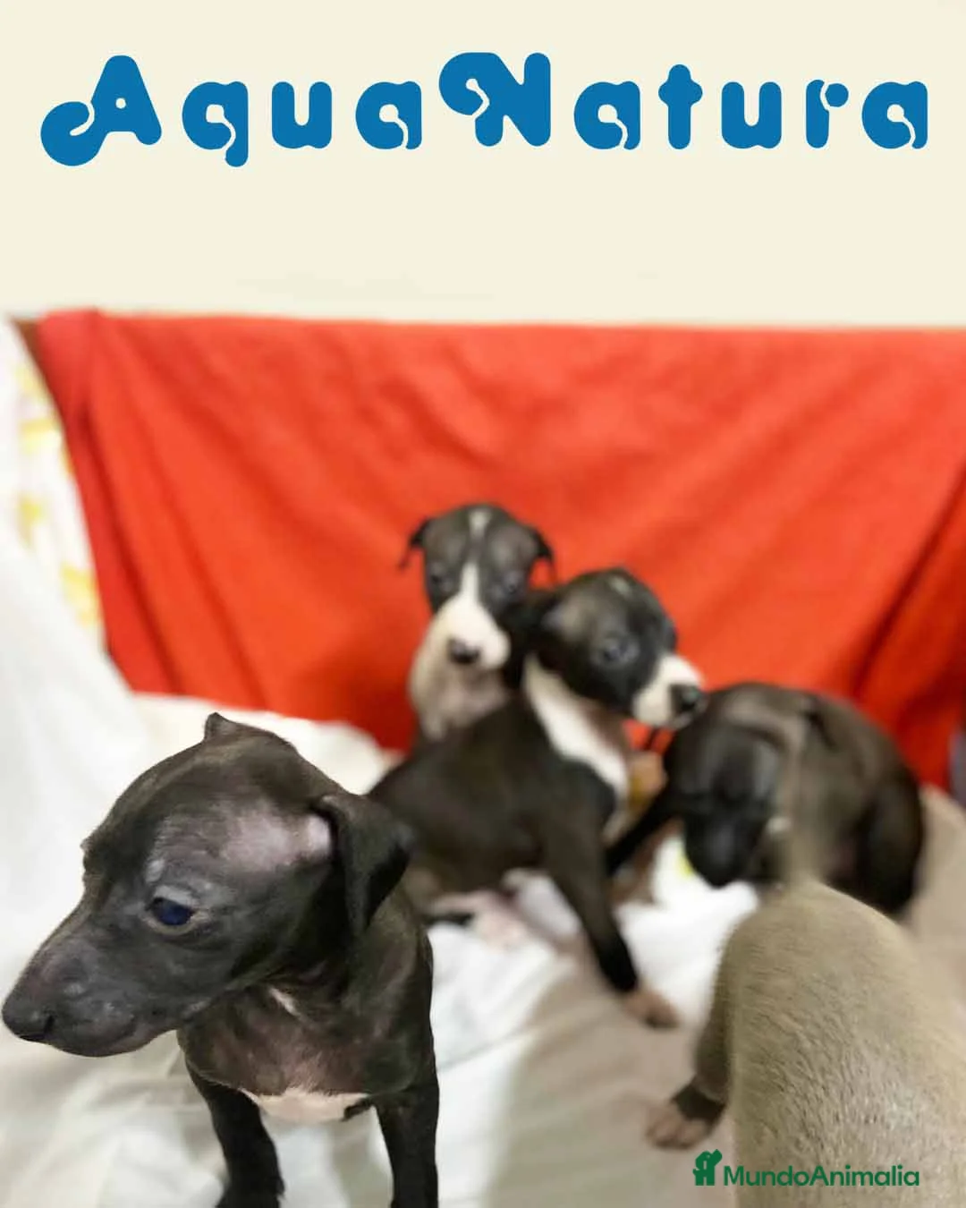 Pequeño Lebrel Italiano perros en venta: Camada LEBREL ITALIANO - AQUANATURA en Barcelona - Anuncio 5