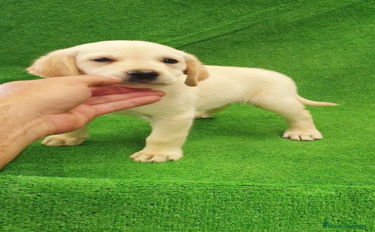 Labrador Retriever perros - Anuncio 1