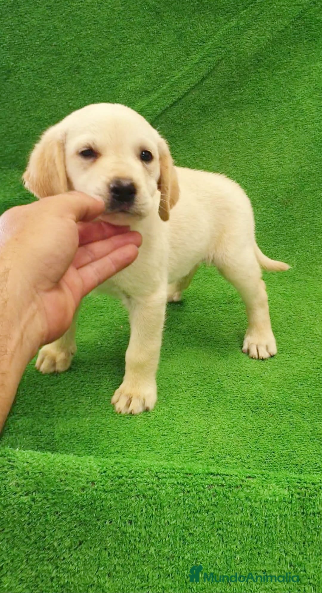 Labrador Retriever perros en venta: Labrador Retriever  - Imagen 1