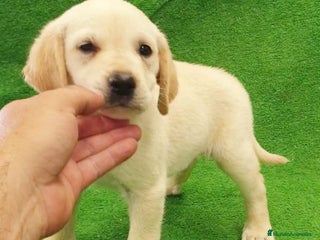 Labrador Retriever perros - Anuncio 1