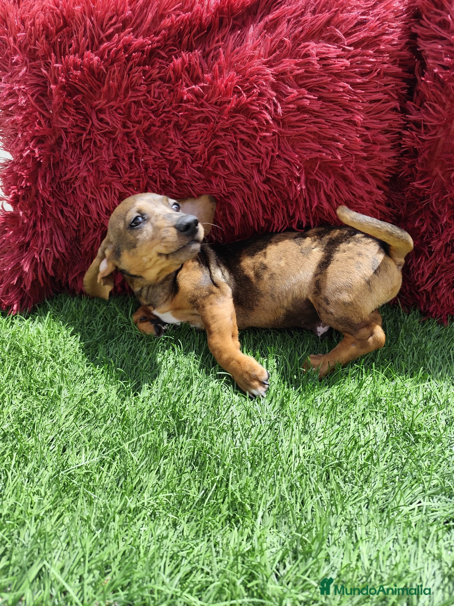 Teckel perros en venta: Teckel Miniatura choco merle - Anuncio 2