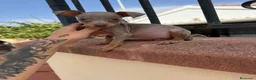 Pinscher Miniatura perros en venta: Mini pincher chocolates e Isabella  - Anuncio 6