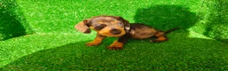 Teckel Miniatura perros en venta: Teckel miniatura  - Anuncio 5