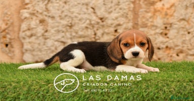 Beagle perros - Anuncio 8