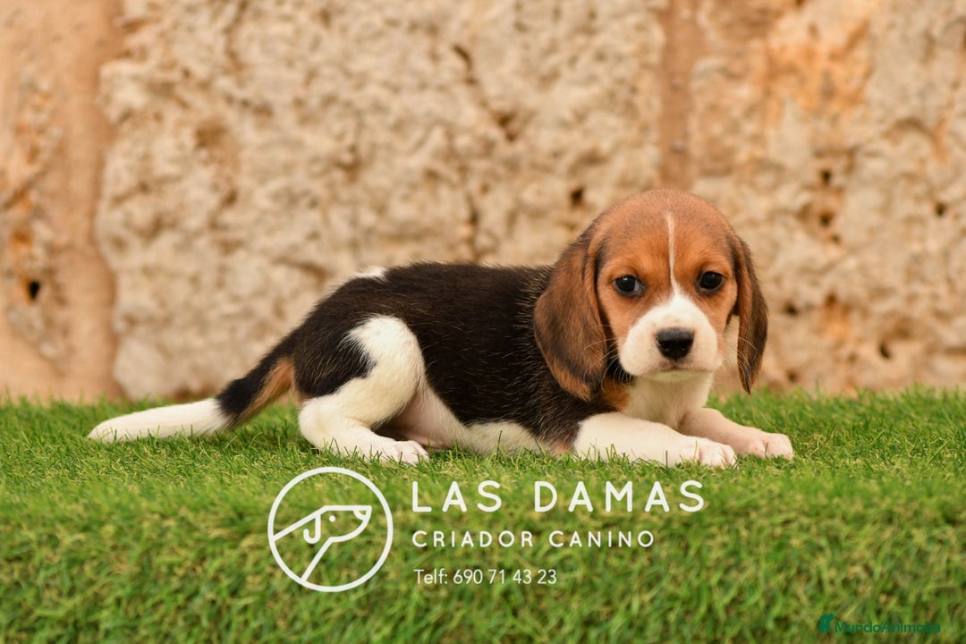Beagle perros en venta: Beagle tricolor - Imagen 3
