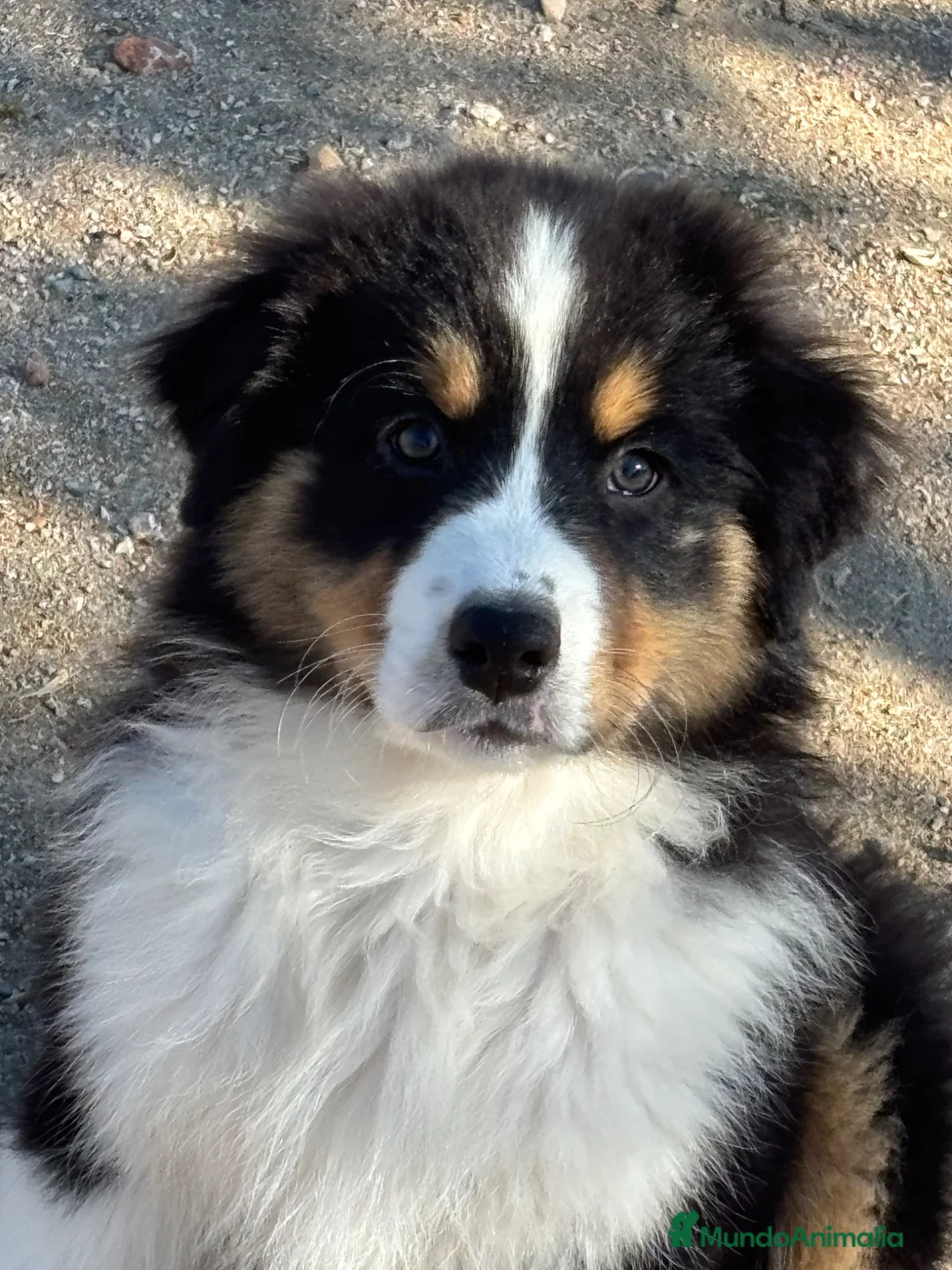 Pastor Australiano perros en venta: Macho pastor australiano  - Anuncio 1