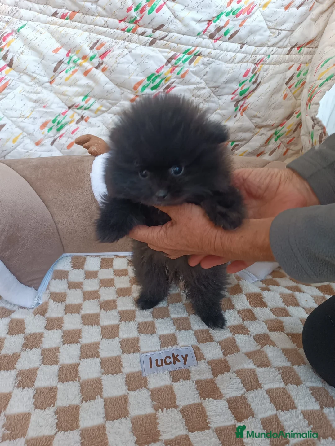 Pomerania perros en venta: POMERANIA MACHITO TOY  - Anuncio 1