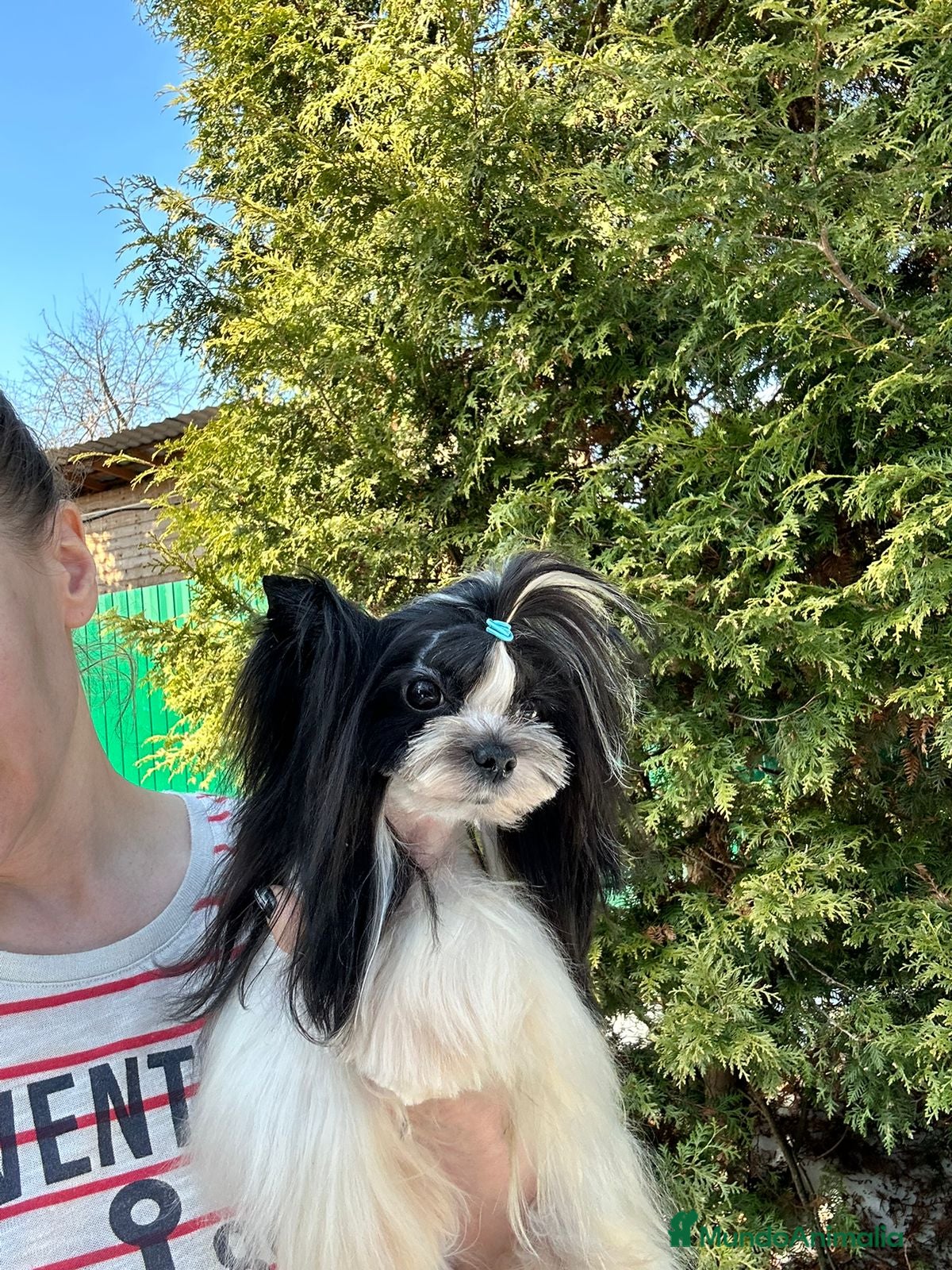 Biewer Yorkshire Terrier a la Pom Pon perros Machito mini - Anuncio 1