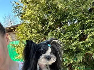 Biewer Yorkshire Terrier a la Pom Pon perros Machito mini - Anuncio 1