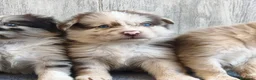 Raza Mixta perros en venta: BORDERPOM (BORDER COLLIE + POMERANIA) MACHOS - Anuncio 12
