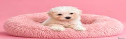 Caniche Toy perros en venta: CANICHE CREMA - Anuncio 1
