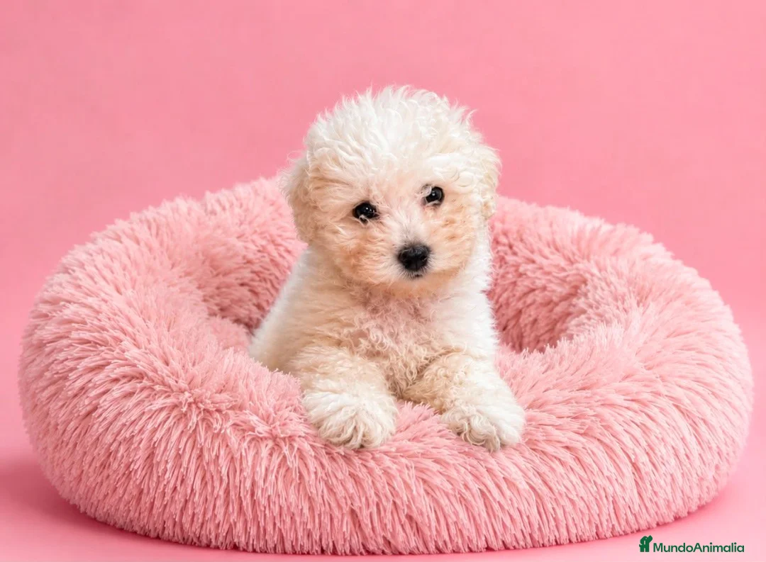 Caniche Toy perros en venta: CANICHE CREMA - Anuncio 1