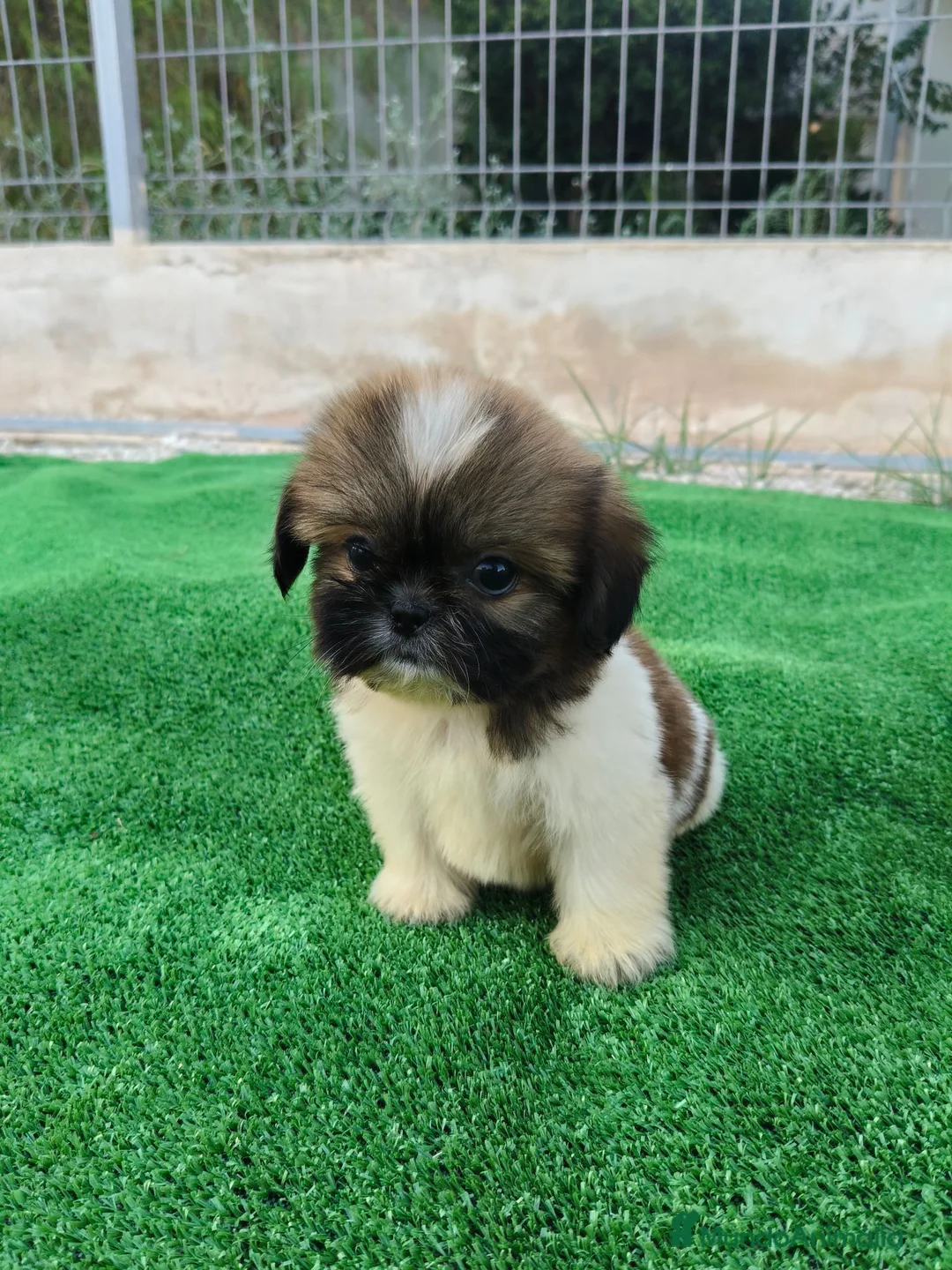 Shih Tzu perros en venta: shih tzu - Anuncio 1