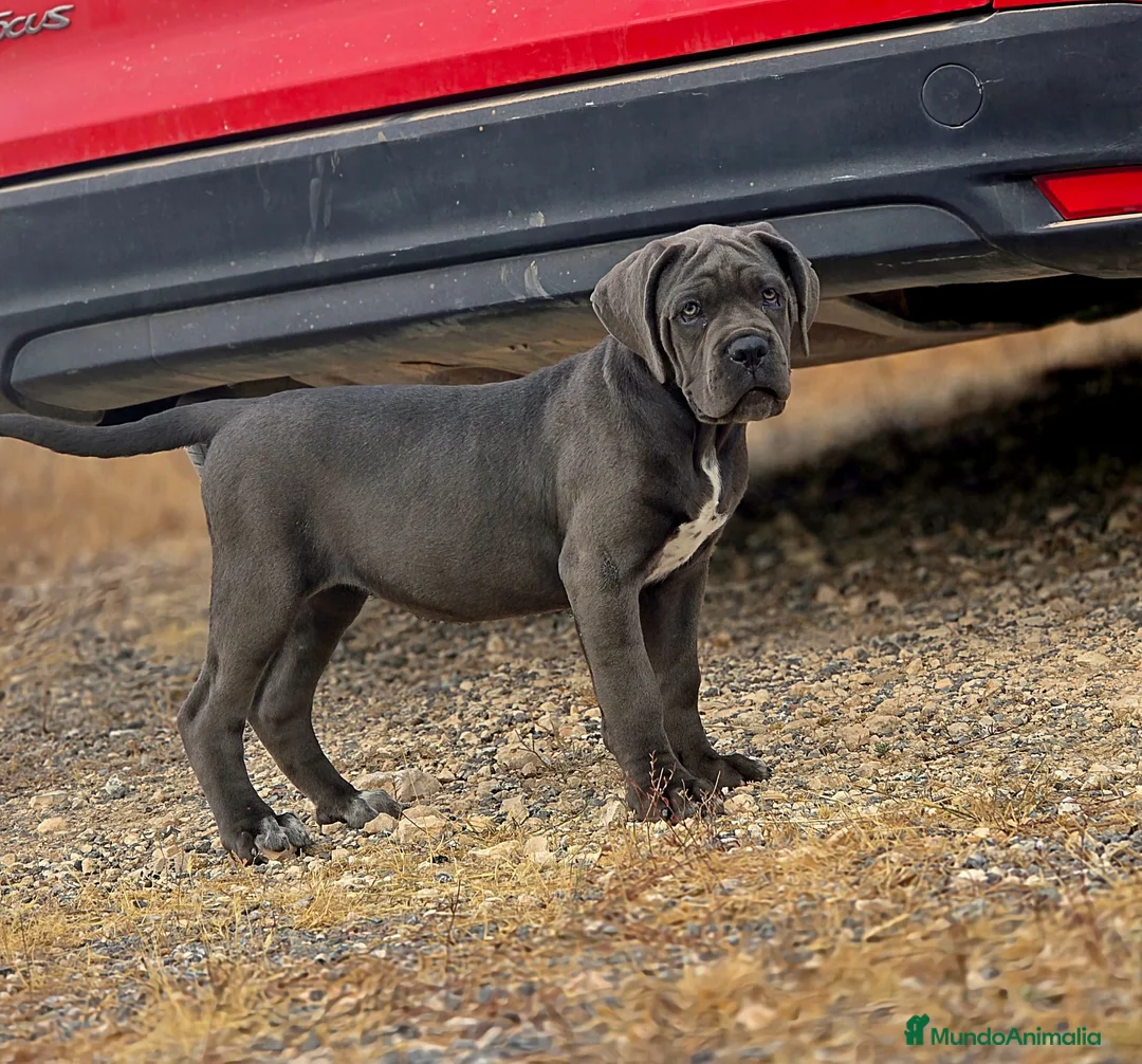Cane Corso perros en venta: Cachorra de Cane Corso  - Anuncio 2