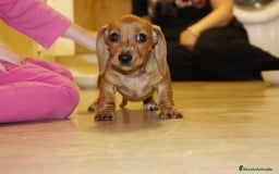 Teckel Miniatura perros en venta: TECKEL MINIATURAS COLOR ROJO  - Imagen 1