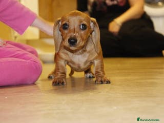 Teckel Miniatura perros TECKEL MINIATURAS COLOR ROJO - Anuncio 10