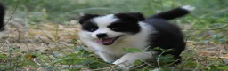 Border Collie perros en venta: Cachorros de Border Collie disponibles - Anuncio 14