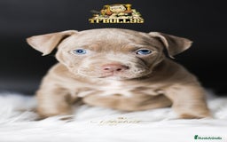 American Bully perros en venta: Cachorros American Bully tricolor lilac - Imagen 2