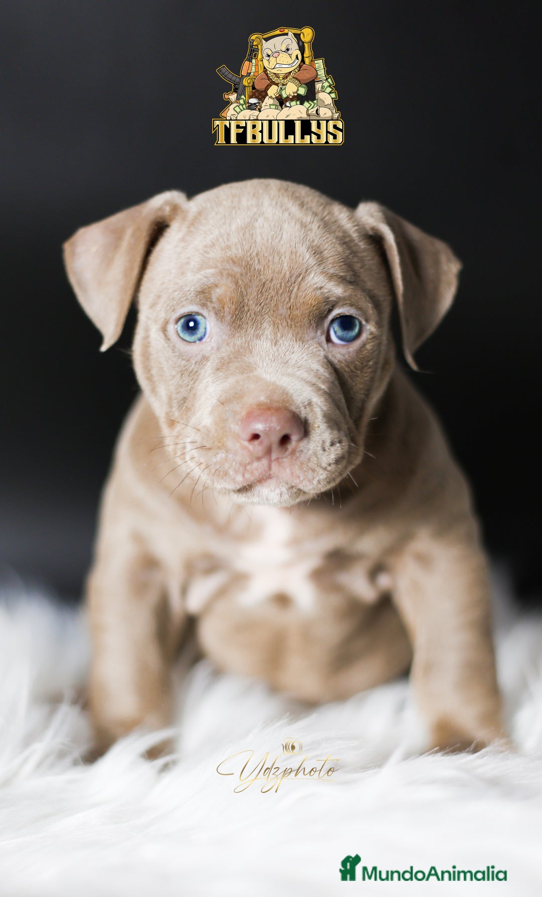 American Bully perros en venta: Cachorros American Bully tricolor lilac - Imagen 2