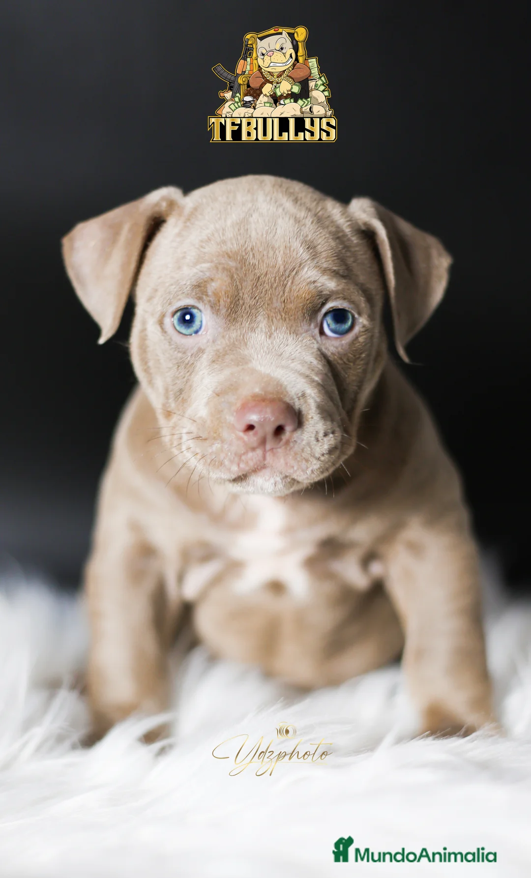 American Bully perros en venta: Cachorros American Bully tricolor lilac - Anuncio 2