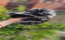 Pomerania perros en venta: ESPECTACULAR MACHITO POMERANIA MERLE  - Imagen 4