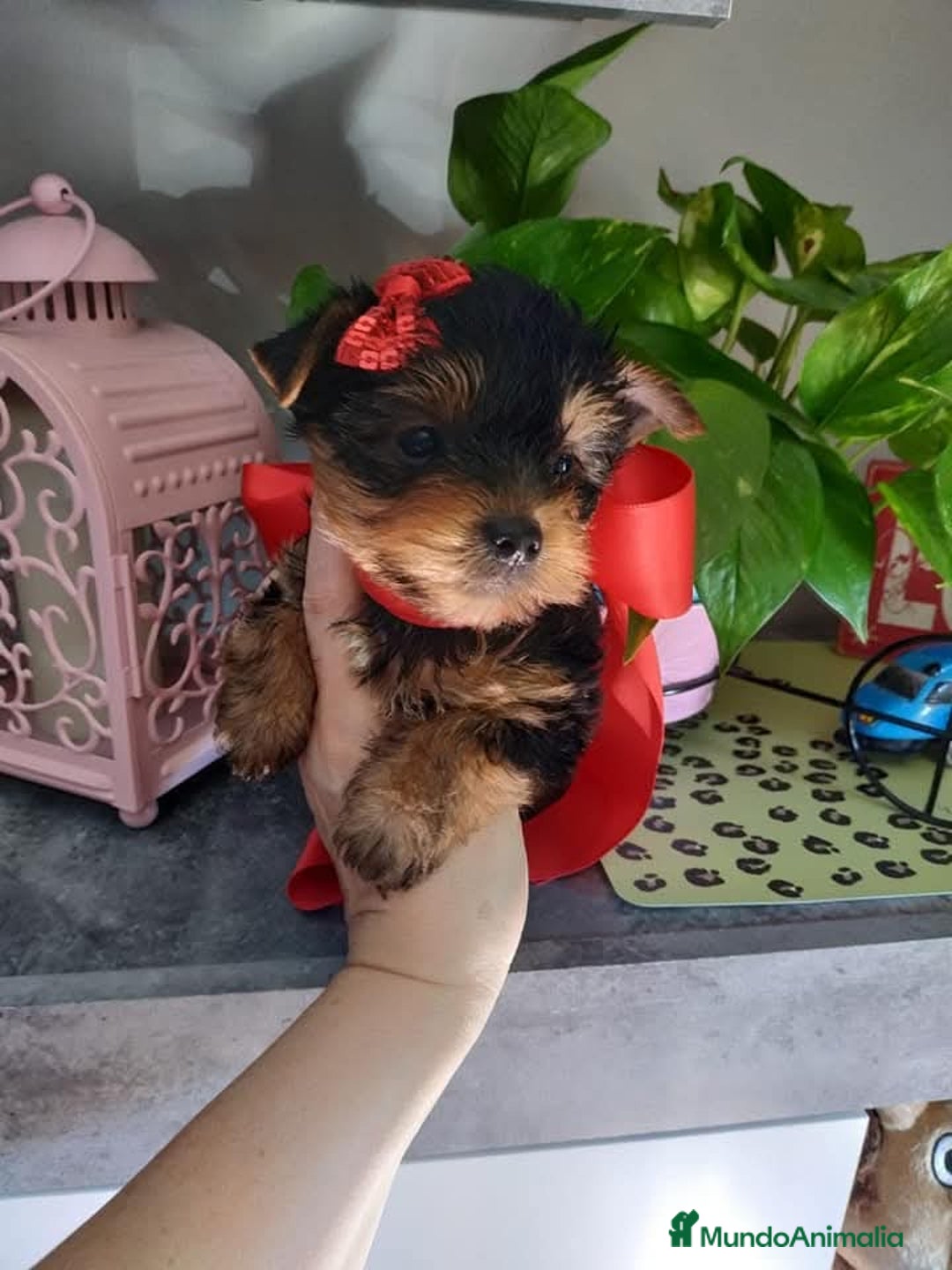 Yorkshire Terrier perros en venta: Camada yorkshire terrier - Anuncio 14