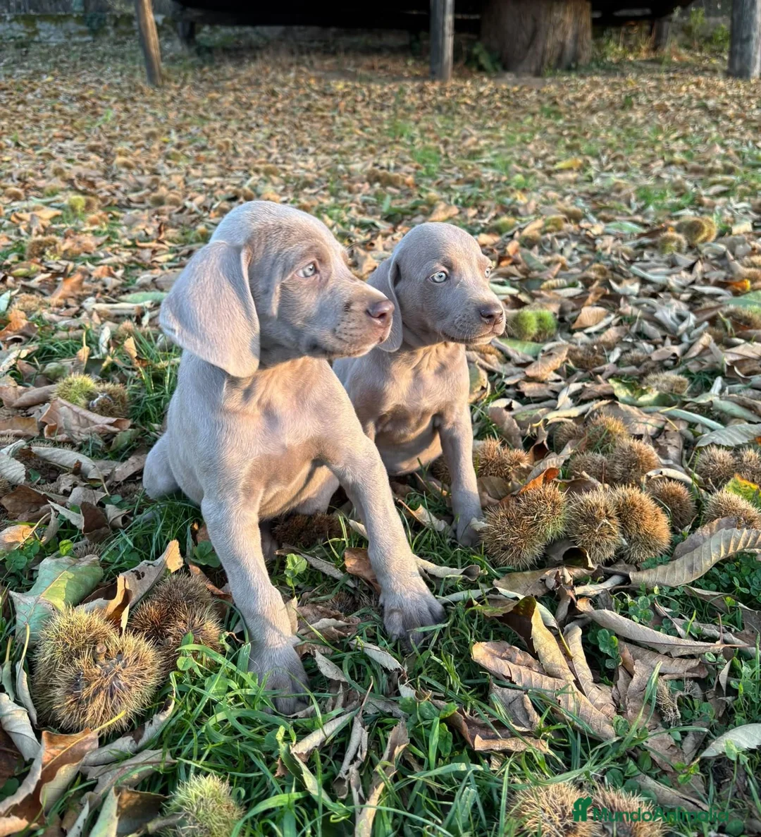 Weimaraner perros en venta: Braco de Weimar en Lugo - Anuncio 2