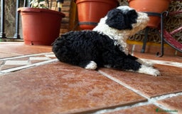 Perro de Agua Español perros en venta: Cachorros perro de agua Español en Granada  - Imagen 3