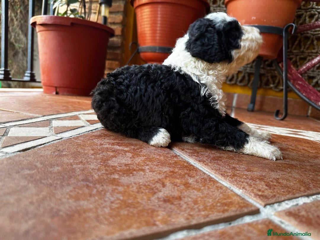 Perro de Agua Español perros en venta: Cachorros perro de agua Español en Granada  - Imagen 3